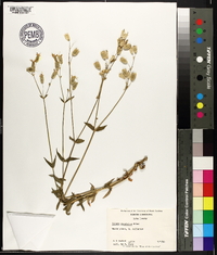 Silene vulgaris image