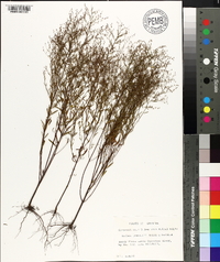 Lechea pulchella var. pulchella image