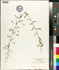 Bonamia patens var. angustifolia image