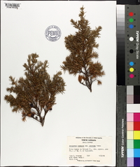 Juniperus communis var. depressa image