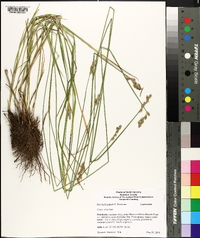 Carex alata image