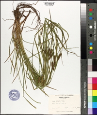 Carex baileyi image