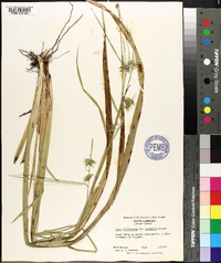 Carex folliculata image