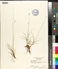 Carex retroflexa image