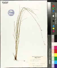 Carex rosea var. radiata image