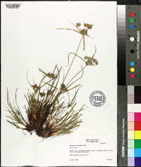 Cyperus croceus image