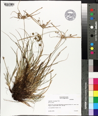 Cyperus croceus image