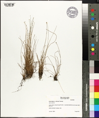 Eleocharis albida image