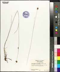 Rhynchospora fascicularis image