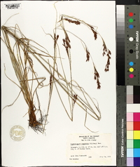 Rhynchospora inexpansa image
