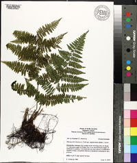 Athyrium filix-femina subsp. asplenioides image