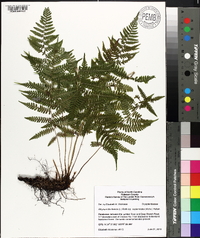 Athyrium filix-femina subsp. asplenioides image