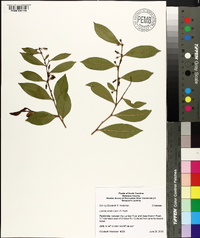 Lyonia lucida image