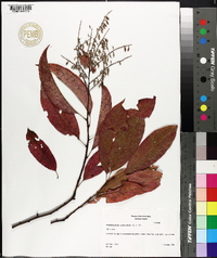 Oxydendrum arboreum image