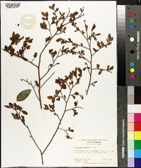 Vaccinium vacillans image