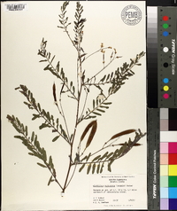 Sesbania vesicaria image