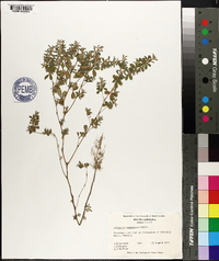 Lespedeza stipulacea image