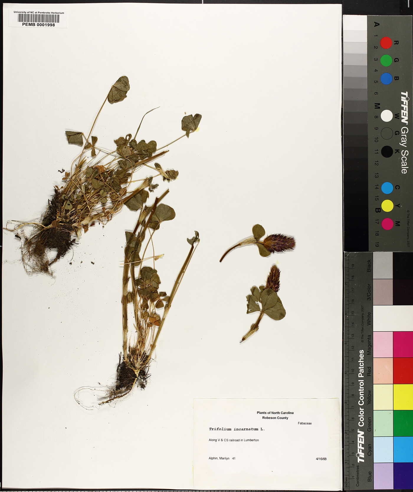 Trifolium incarnatum image