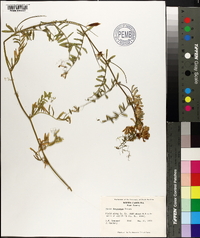 Vicia villosa subsp. varia image