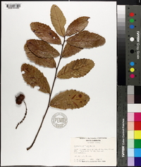 Castanea alnifolia image