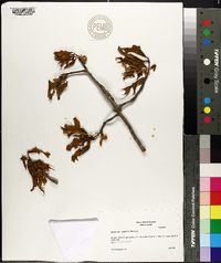 Quercus laevis image