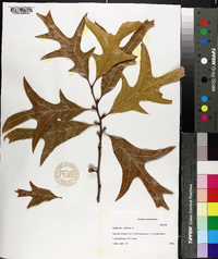 Quercus laevis image