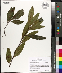 Quercus laurifolia image