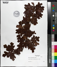 Quercus margaretta image