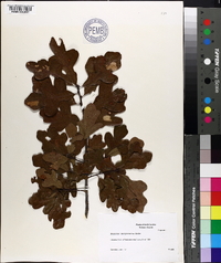 Quercus margaretta image