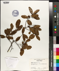 Quercus myrtifolia image