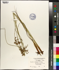 Juncus coriaceus image