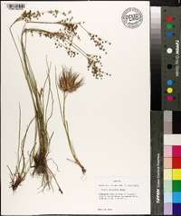 Juncus elliottii image