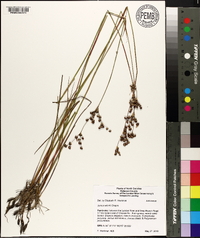 Juncus elliottii image