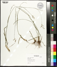 Juncus longii image