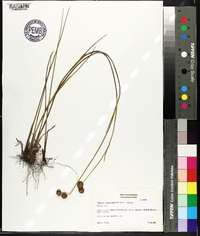 Juncus megacephalus image