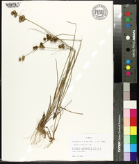 Juncus scirpoides image