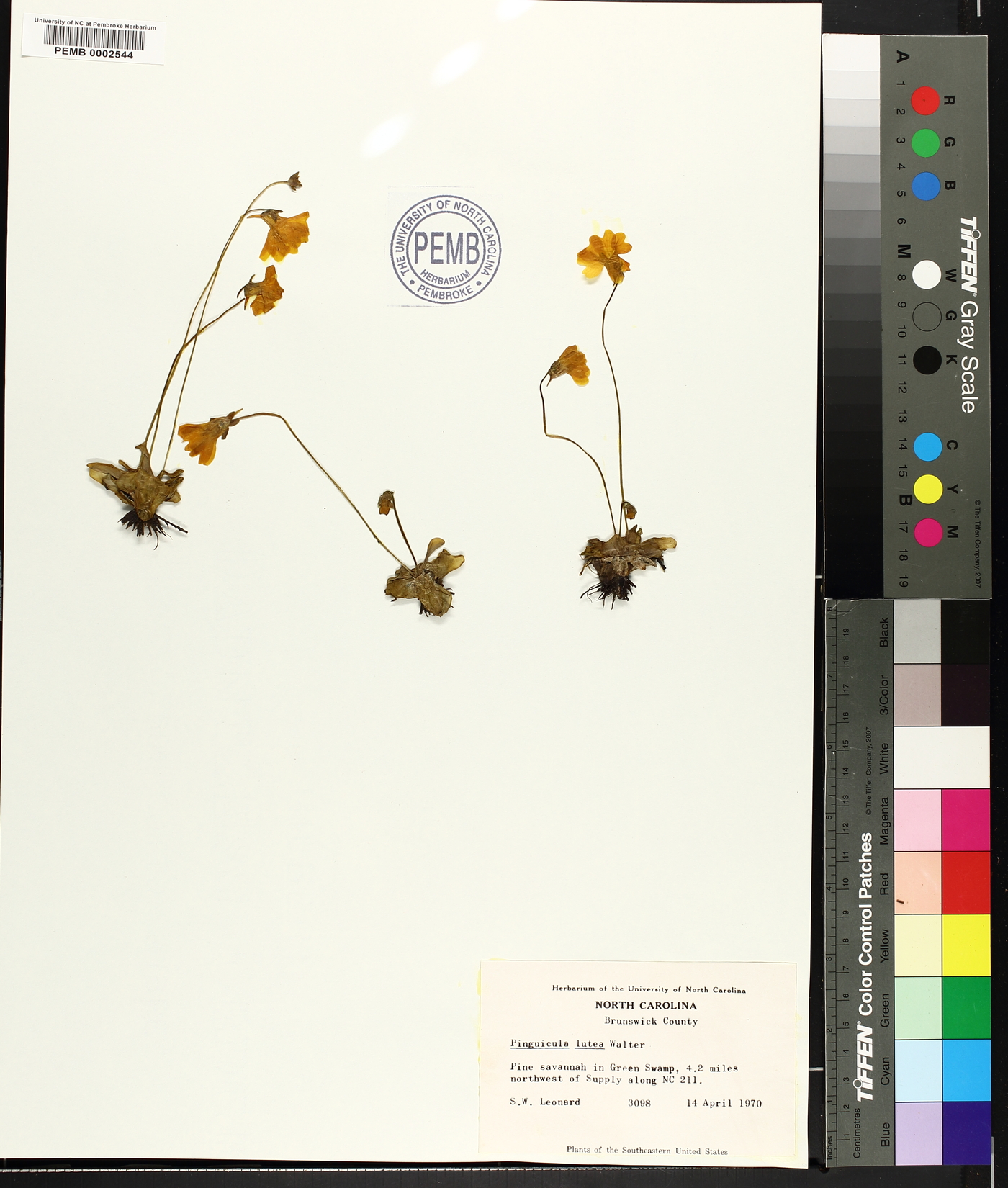 Pinguicula lutea image