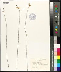 Utricularia juncea image