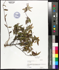 Gelsemium sempervirens image