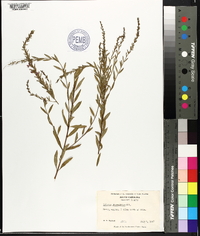 Lythrum lanceolatum image