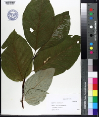 Magnolia acuminata image