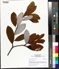 Magnolia virginiana image