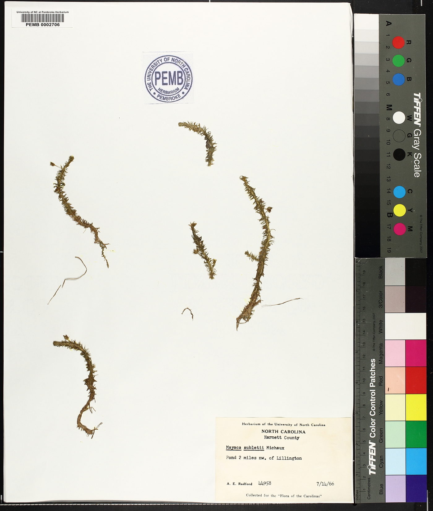 Mayaca aubletii image