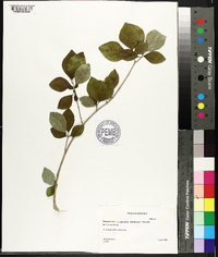 Forestiera acuminata image