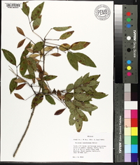 Fraxinus caroliniana image