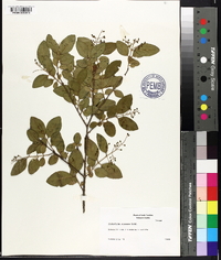 Ligustrum sinense image