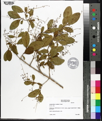 Ligustrum sinense image