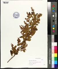 Ligustrum sinense image