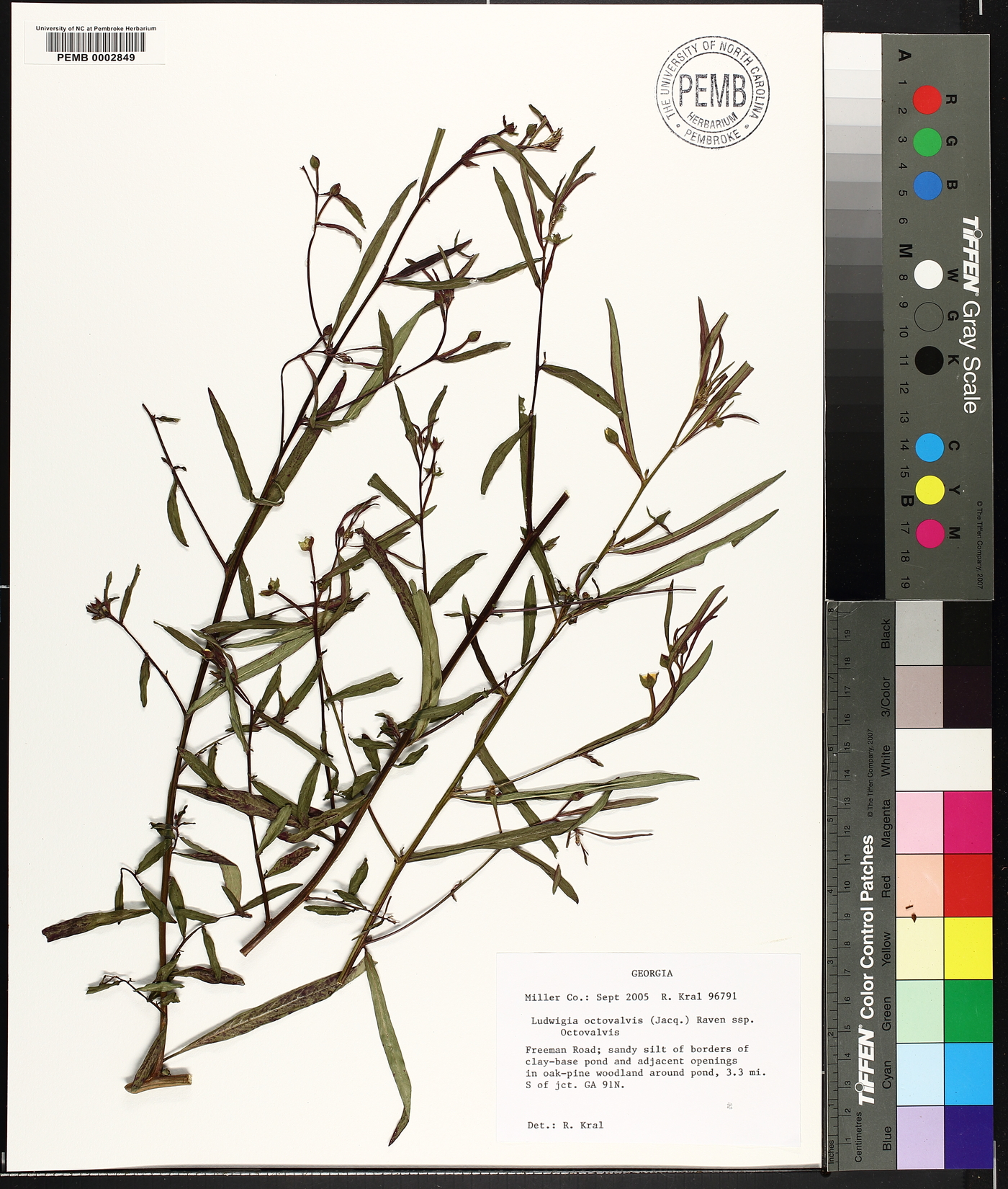 Ludwigia octovalvis subsp. octovalvis image