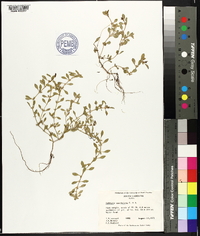 Ludwigia spathulata image